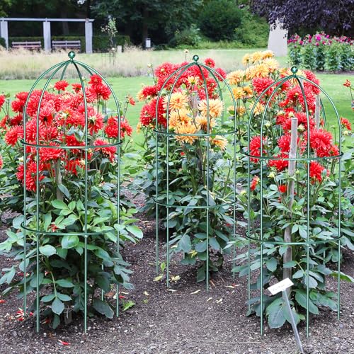 3 Pack Metal Plant Support Cage for Tomato Peony Cucumber (31.5 x 15.7 in / Green)