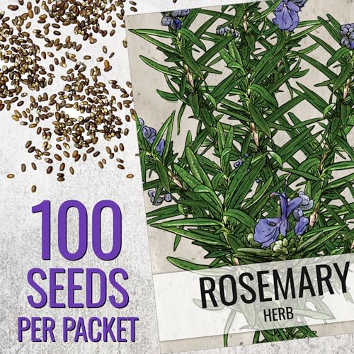 Rosemary Seeds to Plant Heirloom Non (5 Packs)