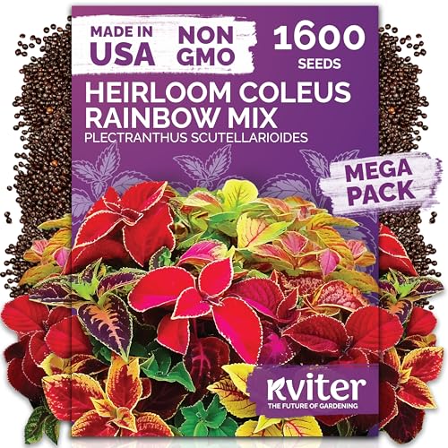 1 600 Rainbow Coleus Flower Seeds Mix