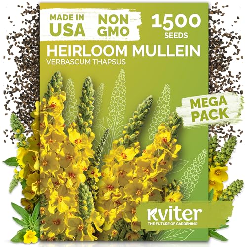 1 500 Mullein Heirloom Herb Seeds for Planting