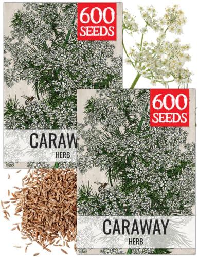 Herb Seeds to Plant Caraway (2 Packs)