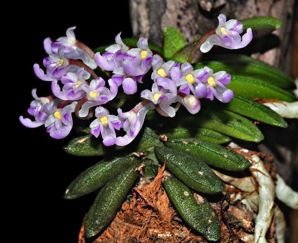 Schoenorchis seidenfadenii, Sweet Fragrance, Wood Board Mounted