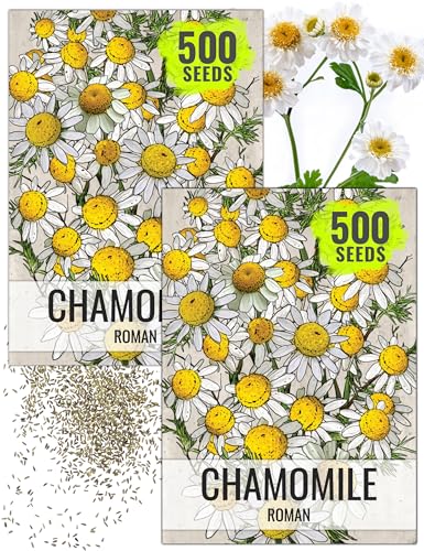 Roman Chamomile Seeds to Plant Heirloom Non (2 Packs)