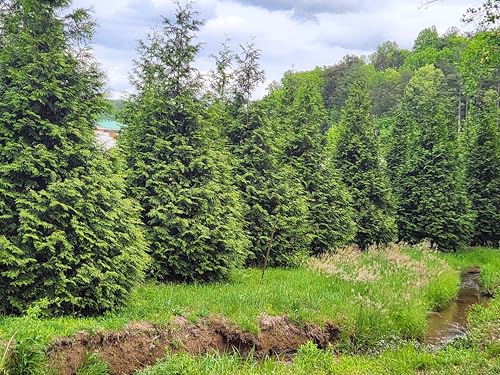 Thuja Green Giant Arborvitae Tree (15 Count)
