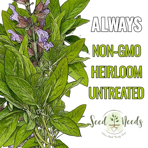 Broad Leaved Sage Seeds to Plant Heirloom Non (5 Packs)