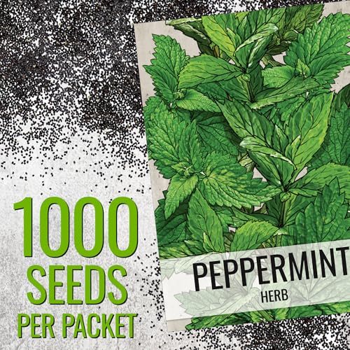Peppermint Seeds to Plant Heirloom Non (2 Packs)