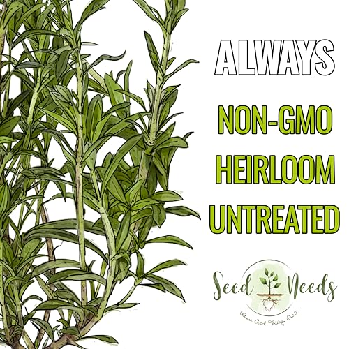 Summer Savory Seeds to Plant Heirloom Non (2 Packs)