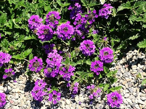 Live Perennial Plants (3 Pots)