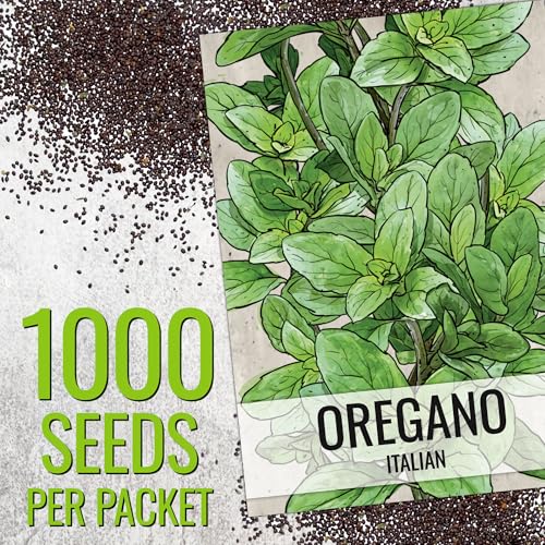 Italian Oregano Seeds to Plant Heirloom Non (2 Packs)