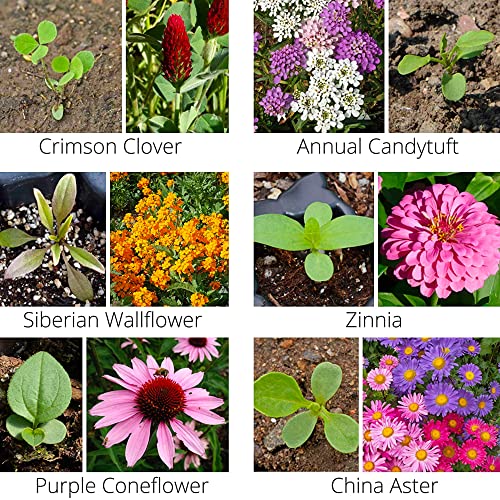 Wildflower Pollinator Mix (2 lb)