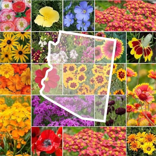 Arizona Wildflower Mixed Seeds for Planting