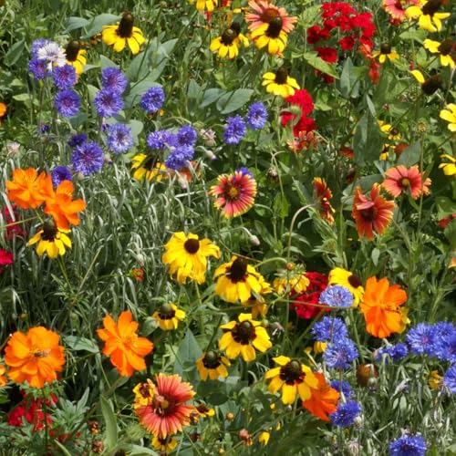 Native Southeast Wildflower Seed Mix (1 Ounce / Native Southeast)