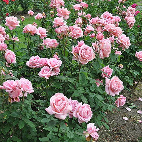 Heirloom Hybrid Tea Roses (Tiffany)