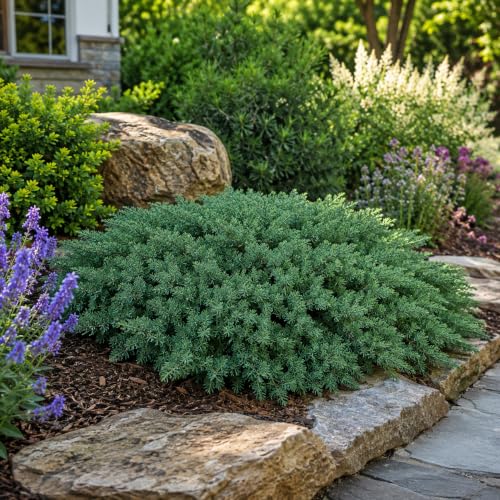 San Jose Juniper (10 Count)