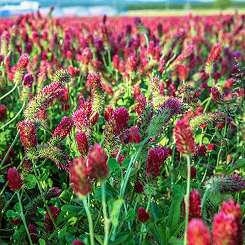 Mountain Valley Seed Co Crimson Clover Seeds 4 g Cover Crop Non