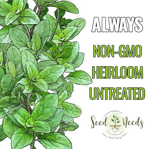 Italian Oregano Seeds to Plant Heirloom Non (2 Packs)