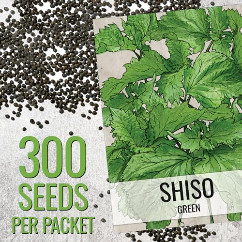 Green Shiso Seeds to Plant Heirloom Non (2 Packs)