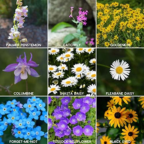 Mountain Valley Seed Co Rocky Mountain Wildflower Seeds Mix (80 Ounce)