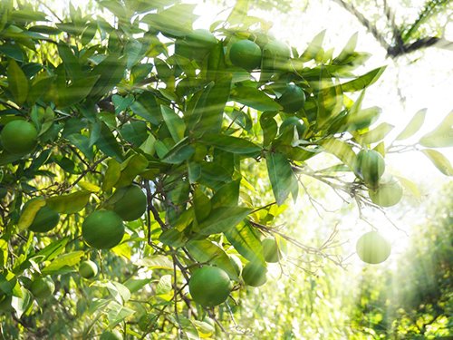 Father's Day Live Persian Lime Tree Gift