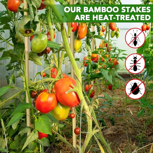 60Pcs Bamboo Stakes for Plant 3 Feet (3ft-60 Pcs)