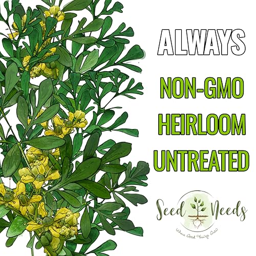 Rue Seeds to Plant Heirloom Non (2 Packs)