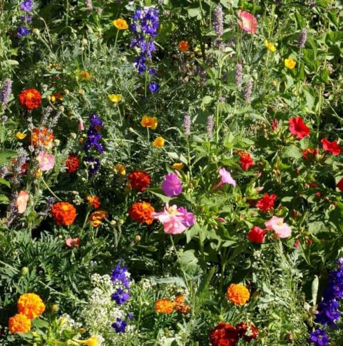 Deer Proof Wildflower Seed Mix (16 Ounce)