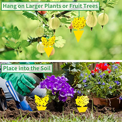 Fruit Fly Sticky Trap 24 Pack (24 Pack)
