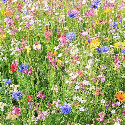 Mountain Valley Seed Co Wildflower Seed 1 Lb 640 (16 Ounce)