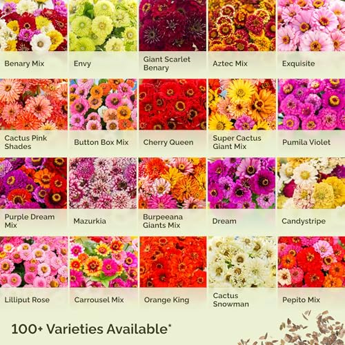 Zinnia Seeds Dahlia Flowered Mix (1 Pound / Dahlia Flowered Zinnia Mix)