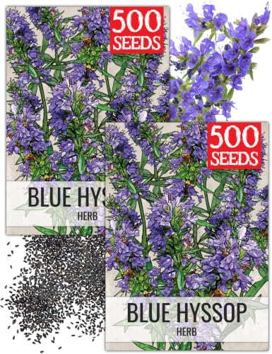 Blue Hyssop Seeds to Plant Heirloom Non (2 Packs)