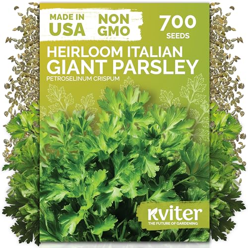 700 Italian Giant Parsley Heirloom Herb Seeds