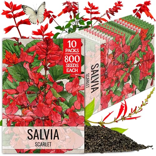 Scarlet Sage Seeds to Plant Perennial Red Salvia 10 Pack (10 Packs / Scarlet Salvia)