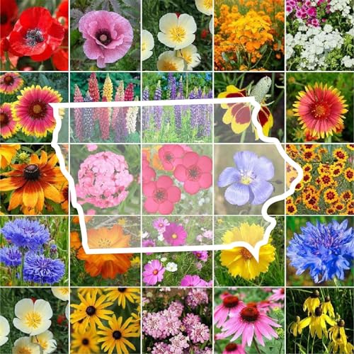 Iowa Wildflower Mixed Seeds for Planting
