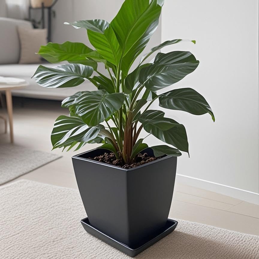 Square Ceramic Plant Saucer Tray 8 9 10 Inch Black
