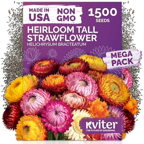1 500 Tall Mix Strawflower Flower Seeds