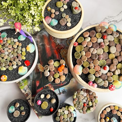 Lithops Random Mix Rare Live Succulent Plants