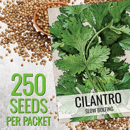 Cilantro Seeds to Plant Slow Bolting Heirloom & Non (2 Packs)