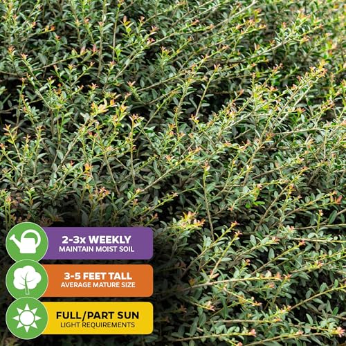 Dwarf Yaupon Holly (Yaupon Holly Tea)
