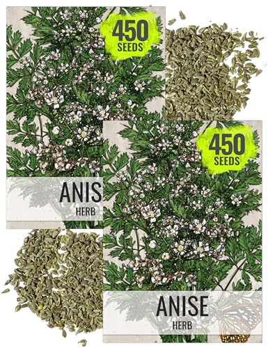 Anise Seeds to Plant Annual Heirloom Non (2 Packs)