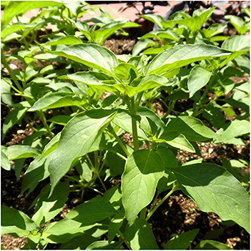 Herb Seeds to Plant Lime Basil (2 Packs)