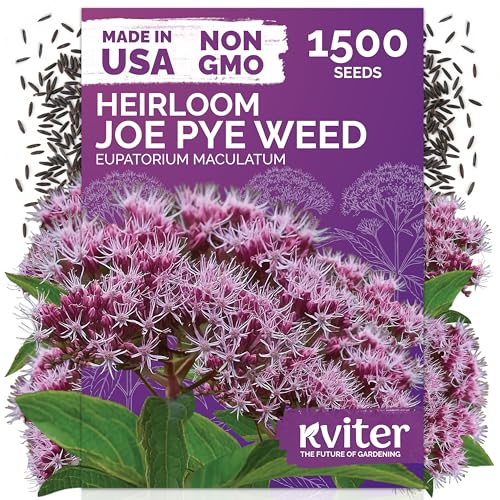 1500 Joe Pye Weed Heirloom Flower Seeds for Planting