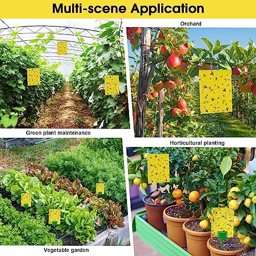 60 Pack Yellow Sticky Traps for Gnats (60Packs)