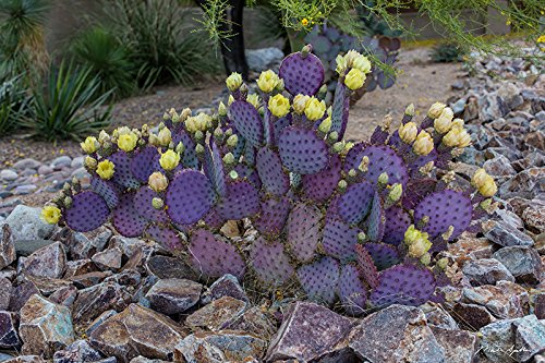 3 Cuttings Purple Prickly Pear Cactus Opuntia Violacea 6"