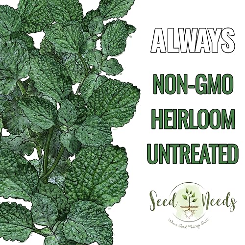 Herb Seeds to Plant Horehound (5 Packs)