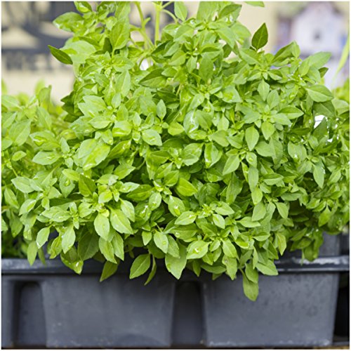 Herb Seeds to Plant Spicy Globe Basil (2 Packs)