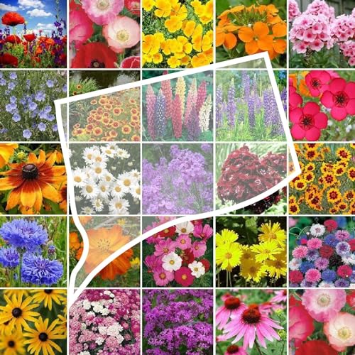 Connecticut Wildflower Mixed Seeds for Planting