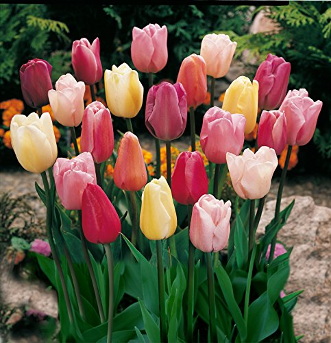 50 Triumph Tulip Bulbs for Planting (50 Count)