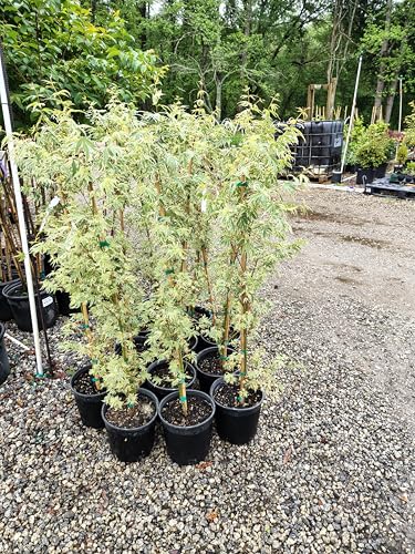 Butterfly Dwarf Upright Japanese Maple Tree (Trade Gallon Pot / Butterfly)