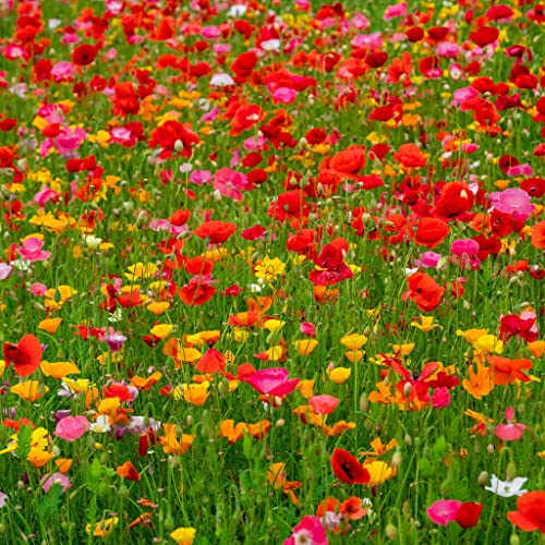 Poppy Power Flower Mixed Seeds for Planting