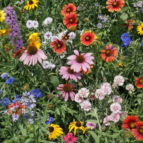 Native Northeast Wildflower Seed Mix (1 Ounce / Native Northeast)